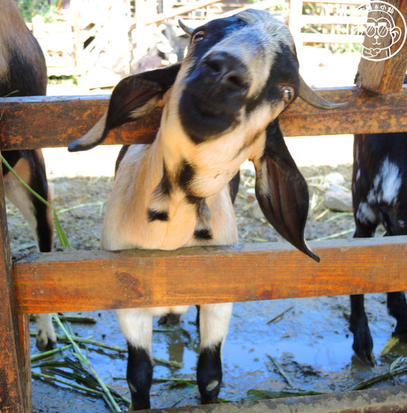 羊世界生態教學牧場:作伙來企投【桃園中壢・羊世界】迷你版的羊牧場