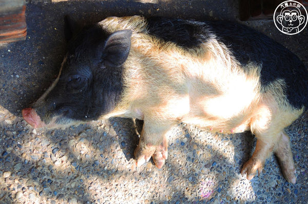 羊世界生態教學牧場:作伙來企投【桃園中壢・羊世界】迷你版的羊牧場