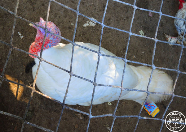 羊世界生態教學牧場:作伙來企投【桃園中壢・羊世界】迷你版的羊牧場