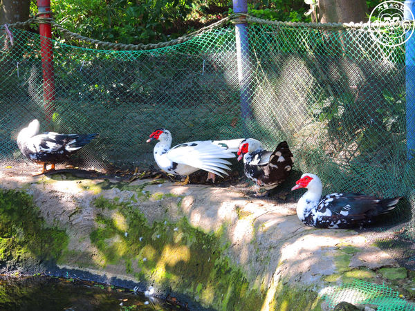 羊世界生態教學牧場:作伙來企投【桃園中壢・羊世界】迷你版的羊牧場