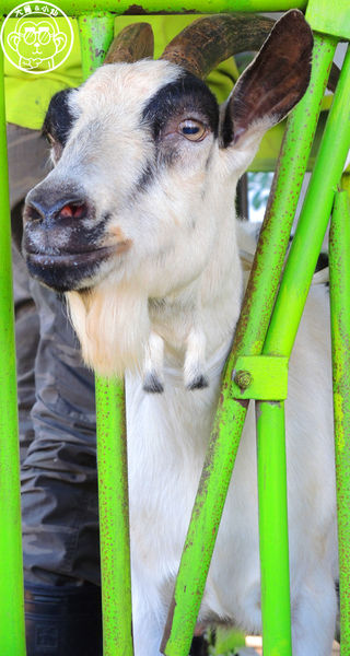 羊世界生態教學牧場:作伙來企投【桃園中壢・羊世界】迷你版的羊牧場