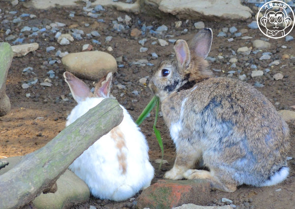 羊世界生態教學牧場:作伙來企投【桃園中壢・羊世界】迷你版的羊牧場