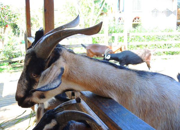 羊世界生態教學牧場:作伙來企投【桃園中壢・羊世界】迷你版的羊牧場