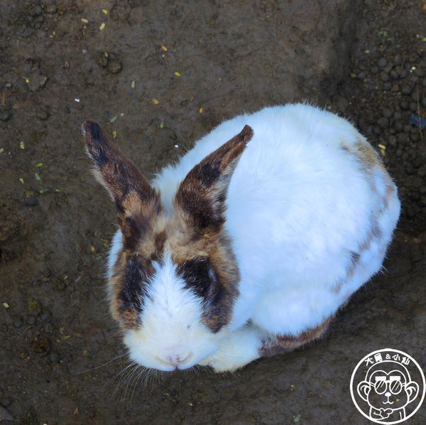 羊世界生態教學牧場:作伙來企投【桃園中壢・羊世界】迷你版的羊牧場