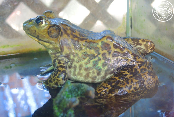 羊世界生態教學牧場:作伙來企投【桃園中壢・羊世界】迷你版的羊牧場