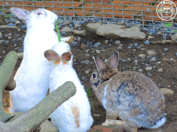 羊世界生態教學牧場:作伙來企投【桃園中壢・羊世界】迷你版的羊牧場