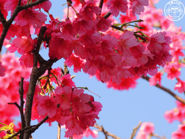 羊世界生態教學牧場:作伙來企投【桃園中壢・羊世界】迷你版的羊牧場