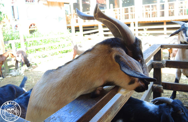 羊世界生態教學牧場:作伙來企投【桃園中壢・羊世界】迷你版的羊牧場