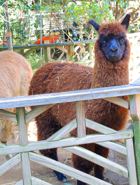羊世界生態教學牧場:作伙來企投【桃園中壢・羊世界】迷你版的羊牧場