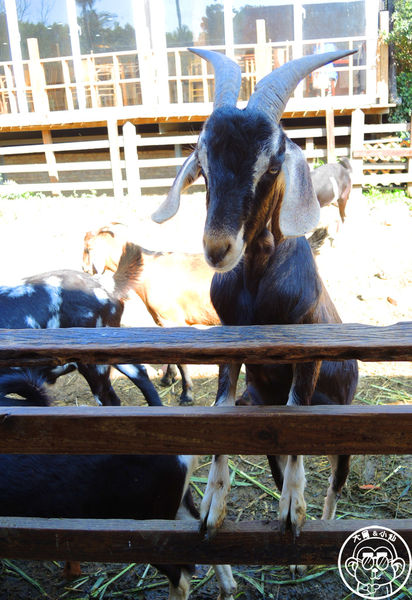 羊世界生態教學牧場:作伙來企投【桃園中壢・羊世界】迷你版的羊牧場