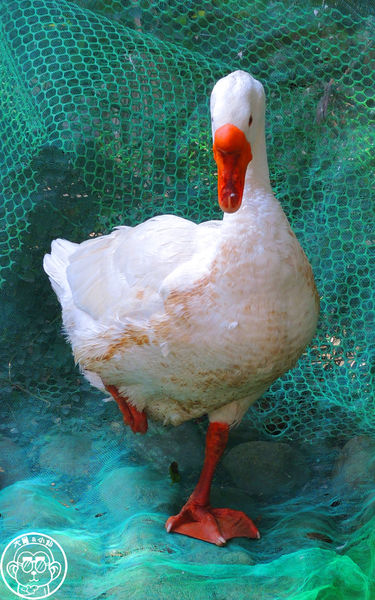 羊世界生態教學牧場:作伙來企投【桃園中壢・羊世界】迷你版的羊牧場