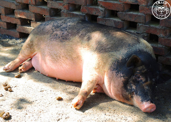 羊世界生態教學牧場:作伙來企投【桃園中壢・羊世界】迷你版的羊牧場