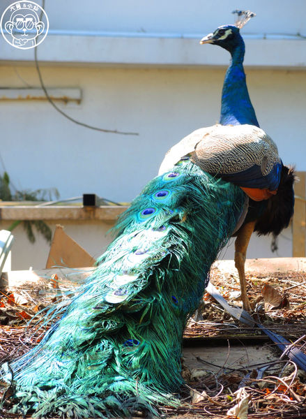 羊世界生態教學牧場:作伙來企投【桃園中壢・羊世界】迷你版的羊牧場