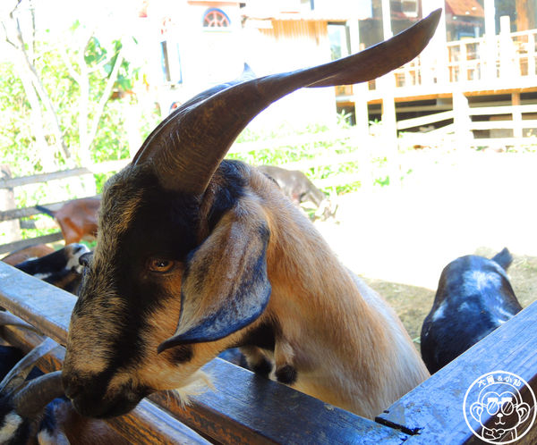 羊世界生態教學牧場:作伙來企投【桃園中壢・羊世界】迷你版的羊牧場
