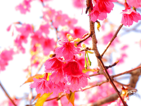 羊世界生態教學牧場:作伙來企投【桃園中壢・羊世界】迷你版的羊牧場