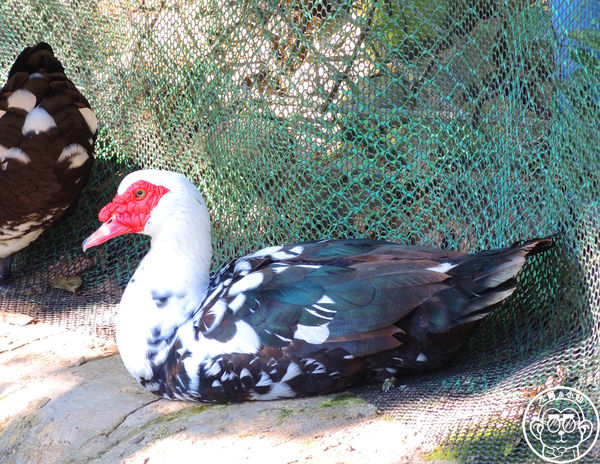 羊世界生態教學牧場:作伙來企投【桃園中壢・羊世界】迷你版的羊牧場