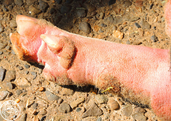 羊世界生態教學牧場:作伙來企投【桃園中壢・羊世界】迷你版的羊牧場