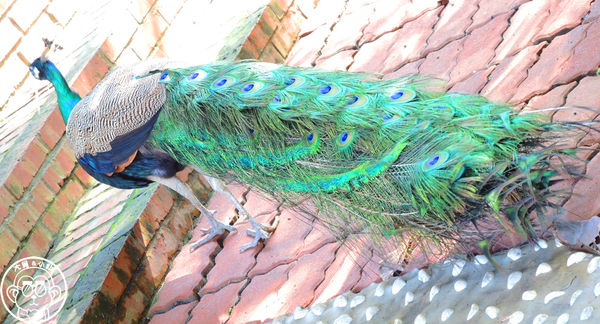 羊世界生態教學牧場:作伙來企投【桃園中壢・羊世界】迷你版的羊牧場