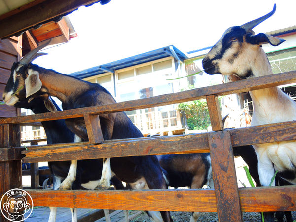 羊世界生態教學牧場:作伙來企投【桃園中壢・羊世界】迷你版的羊牧場