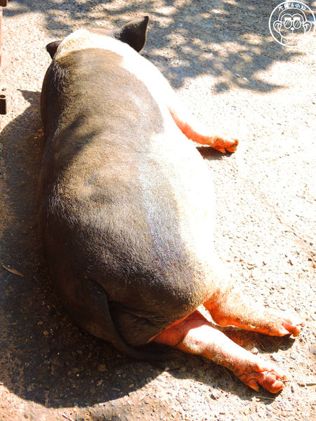 羊世界生態教學牧場:作伙來企投【桃園中壢・羊世界】迷你版的羊牧場