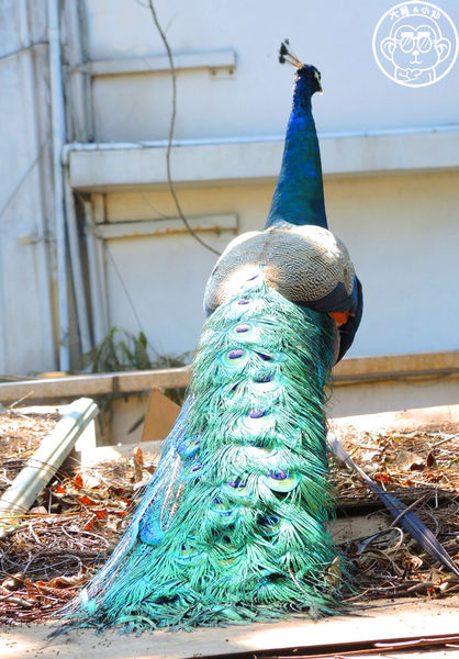 羊世界生態教學牧場:作伙來企投【桃園中壢・羊世界】迷你版的羊牧場