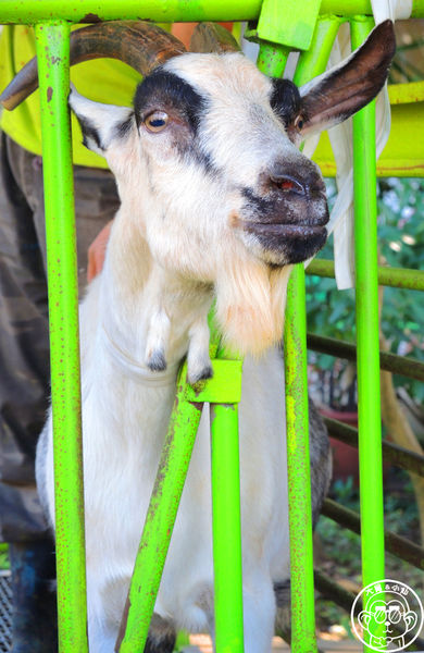 羊世界生態教學牧場:作伙來企投【桃園中壢・羊世界】迷你版的羊牧場