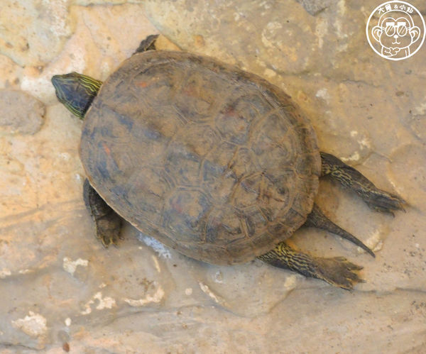 羊世界生態教學牧場:作伙來企投【桃園中壢・羊世界】迷你版的羊牧場