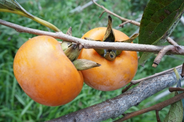 味衛佳柿餅工廠：充滿活力的黃澄澄柿餅觀光農場【新埔/味衛佳柿餅觀光農場】
