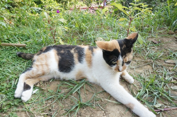 味衛佳柿餅工廠：充滿活力的黃澄澄柿餅觀光農場【新埔/味衛佳柿餅觀光農場】