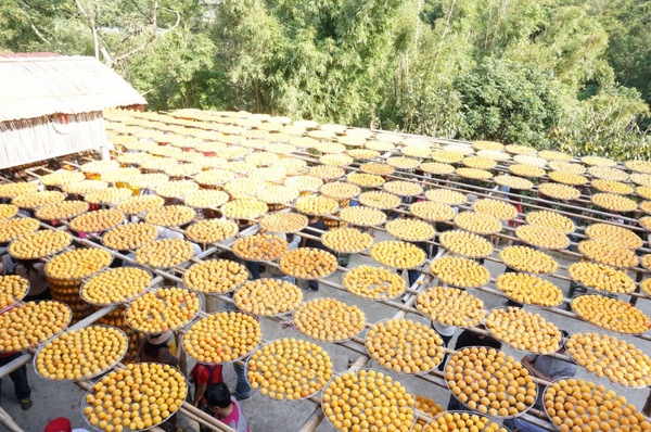 味衛佳柿餅工廠：充滿活力的黃澄澄柿餅觀光農場【新埔/味衛佳柿餅觀光農場】