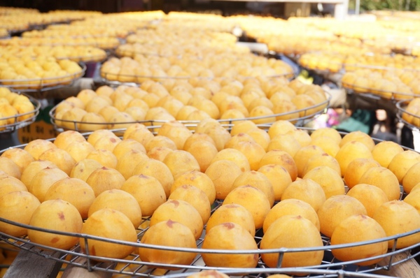 味衛佳柿餅工廠：充滿活力的黃澄澄柿餅觀光農場【新埔/味衛佳柿餅觀光農場】