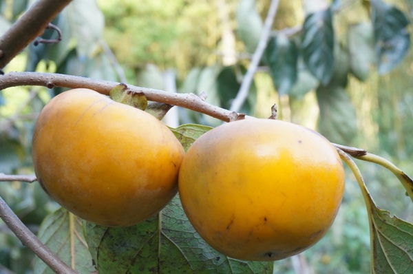 味衛佳柿餅工廠：充滿活力的黃澄澄柿餅觀光農場【新埔/味衛佳柿餅觀光農場】