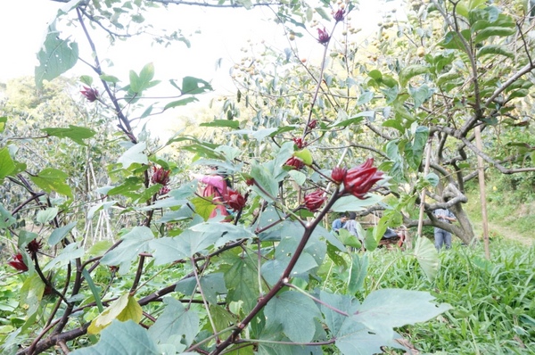 味衛佳柿餅工廠：充滿活力的黃澄澄柿餅觀光農場【新埔/味衛佳柿餅觀光農場】