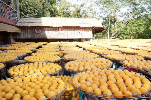 味衛佳柿餅工廠：充滿活力的黃澄澄柿餅觀光農場【新埔/味衛佳柿餅觀光農場】