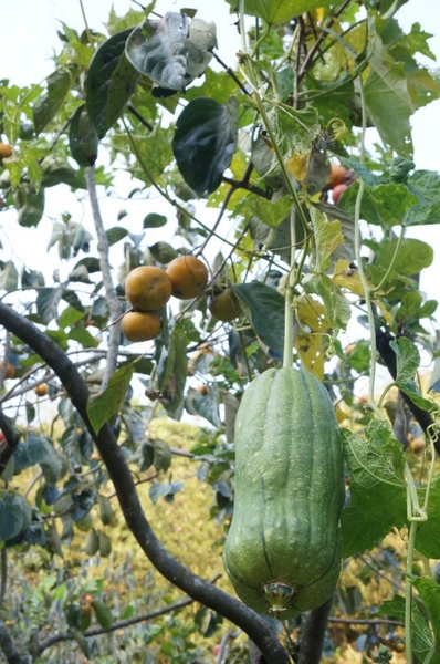 味衛佳柿餅工廠：充滿活力的黃澄澄柿餅觀光農場【新埔/味衛佳柿餅觀光農場】