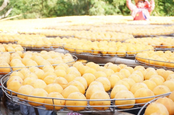 味衛佳柿餅工廠：充滿活力的黃澄澄柿餅觀光農場【新埔/味衛佳柿餅觀光農場】