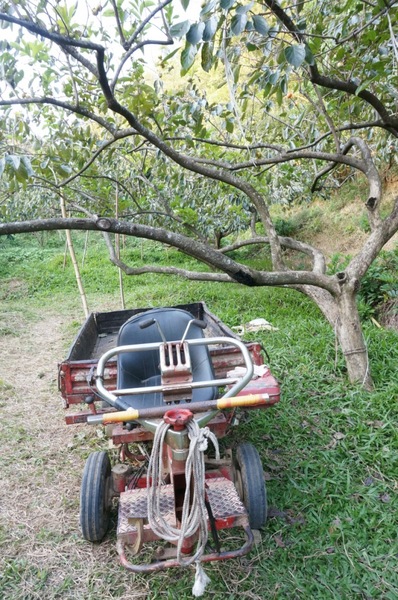 味衛佳柿餅工廠：充滿活力的黃澄澄柿餅觀光農場【新埔/味衛佳柿餅觀光農場】