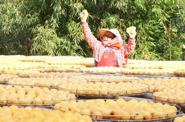 味衛佳柿餅工廠：充滿活力的黃澄澄柿餅觀光農場【新埔/味衛佳柿餅觀光農場】
