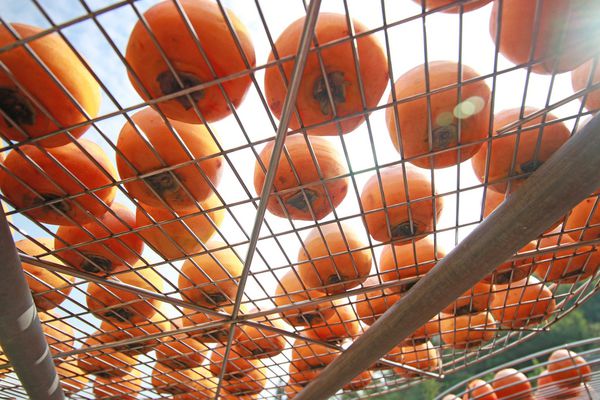 【新竹旅遊】新竹節氣小旅行-南園人文客棧&金漢沛餅DIY一日遊