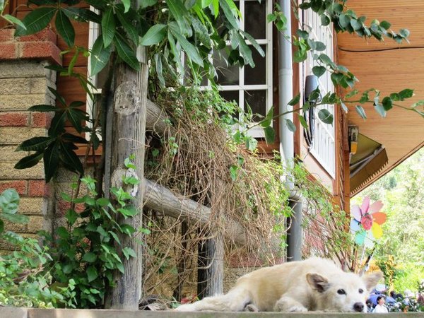 秀風農場:秀風農場 - 濃濃客家味的過水粄DIY