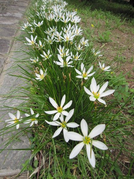 秀風農場:秀風農場 - 濃濃客家味的過水粄DIY