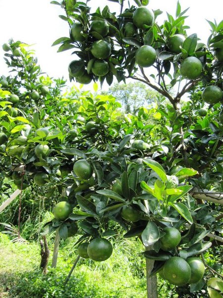 秀風農場:秀風農場 - 濃濃客家味的過水粄DIY