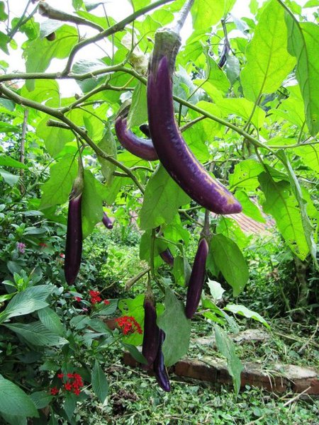 秀風農場:秀風農場 - 濃濃客家味的過水粄DIY