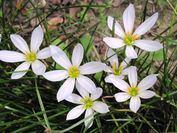 秀風農場:秀風農場 - 濃濃客家味的過水粄DIY