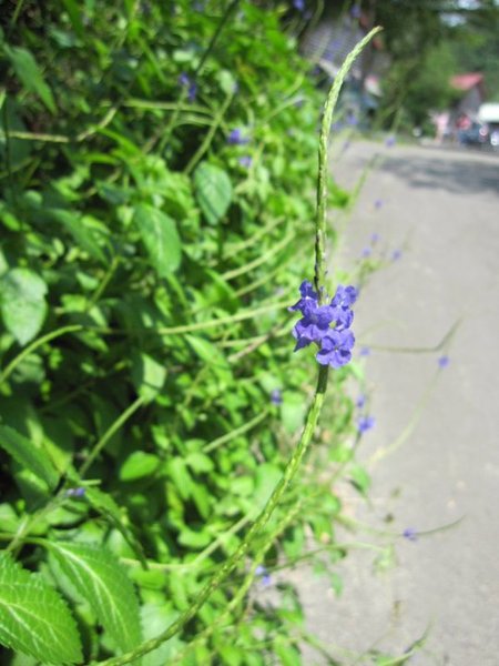 秀風農場:秀風農場 - 濃濃客家味的過水粄DIY
