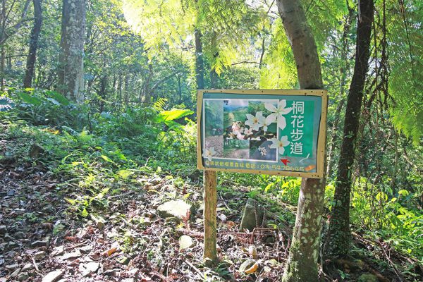 【新竹旅遊】馬武督探索森林-綠光森林小學