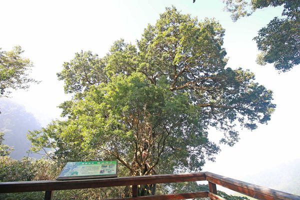 【新竹旅遊】馬武督探索森林-綠光森林小學