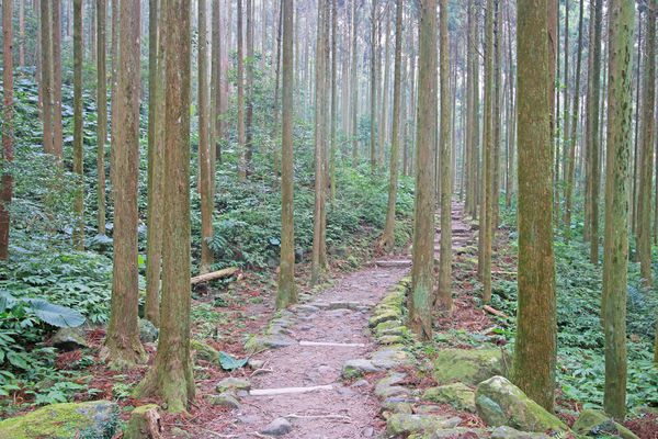 【新竹旅遊】馬武督探索森林-綠光森林小學