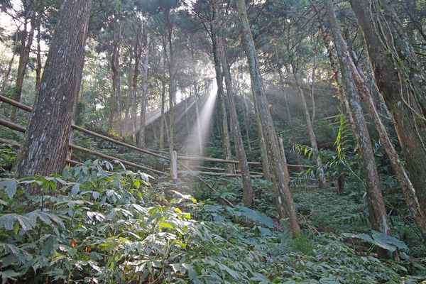 【新竹旅遊】馬武督探索森林-綠光森林小學