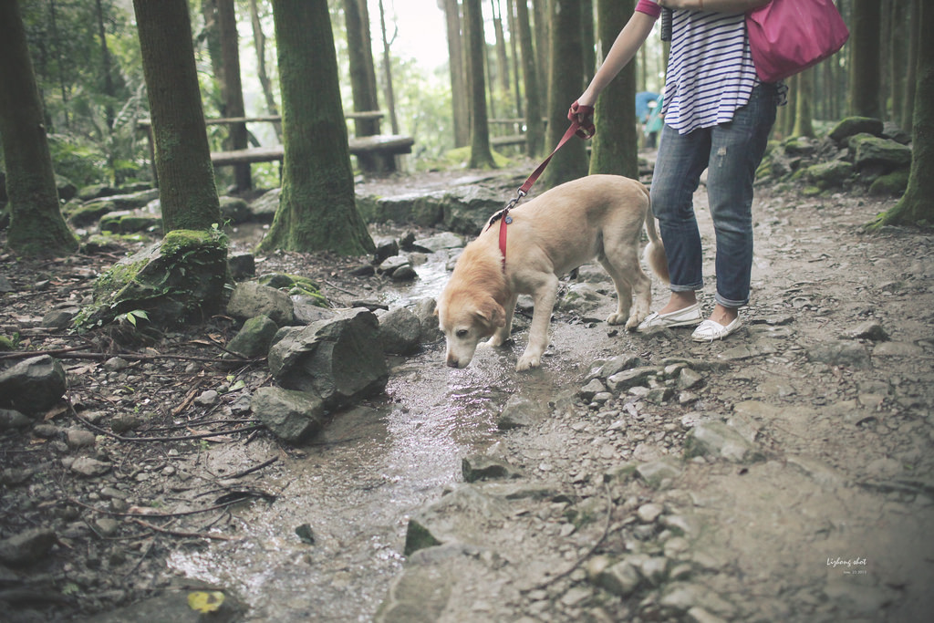 小狗的綠光小學野放日記